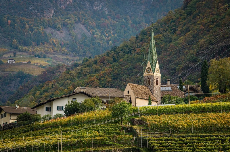 Vineyard